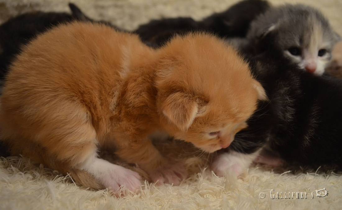 空头携仓打压 沪锌晚间或承压整理_Bsports必一体育(图2) Bsports必一体育