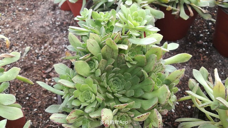 小巷吆喝也是城市基因-Bsports必一体育(图1) 必一